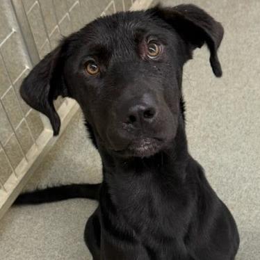 Enlarge Twink, a Adoptable Black Labrador Retriever in Kingman, KS image 1/6