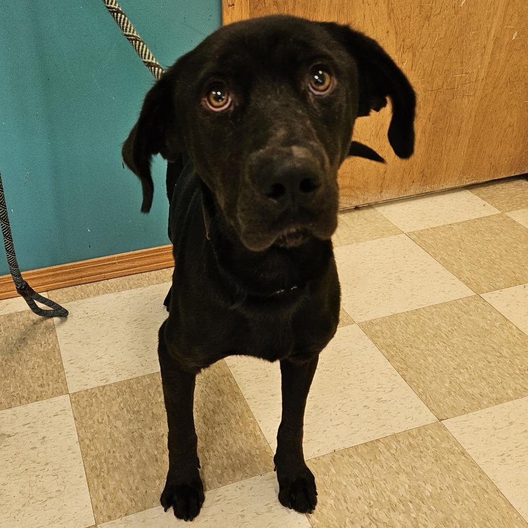 Enlarge Twink, a Adoptable Black Labrador Retriever in Kingman, KS image 2/6