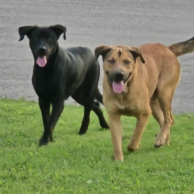 Enlarge Twink, a Adoptable Black Labrador Retriever in Kingman, KS image 3/6