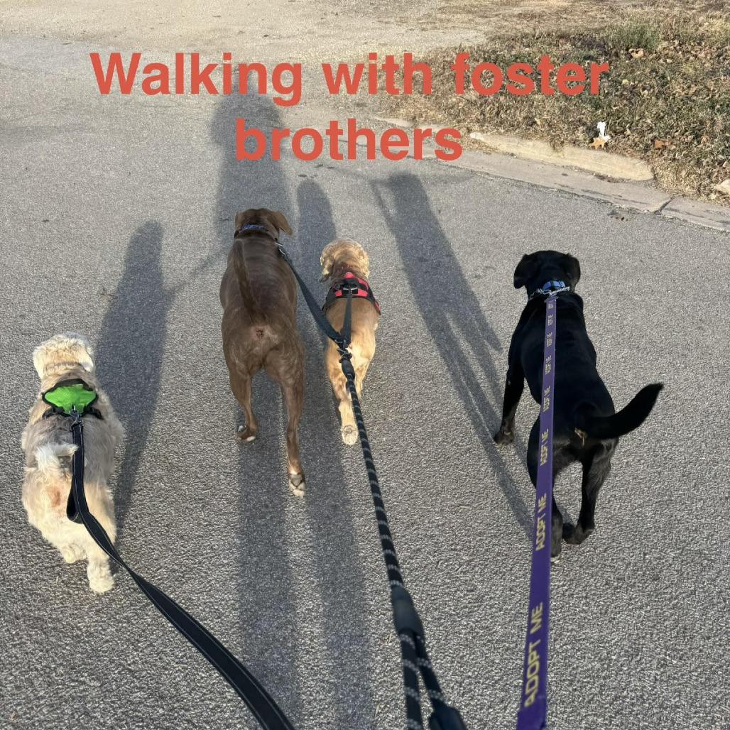 Enlarge Twink, a Adoptable Black Labrador Retriever in Kingman, KS image 4/6