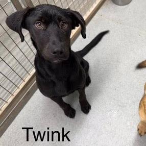 Enlarge Twink, a Adoptable Black Labrador Retriever in Kingman, KS image 4/6