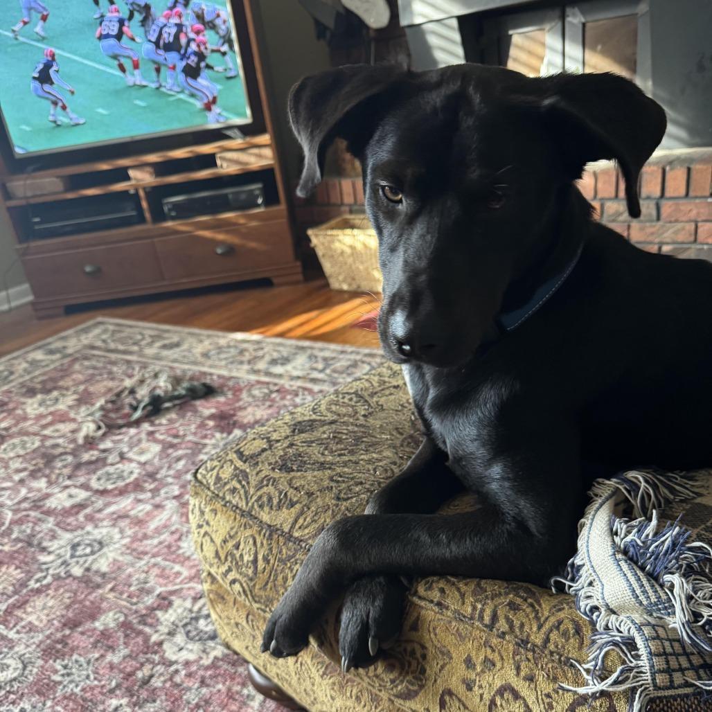 Enlarge Twink, a Adoptable Black Labrador Retriever in Kingman, KS image 5/6