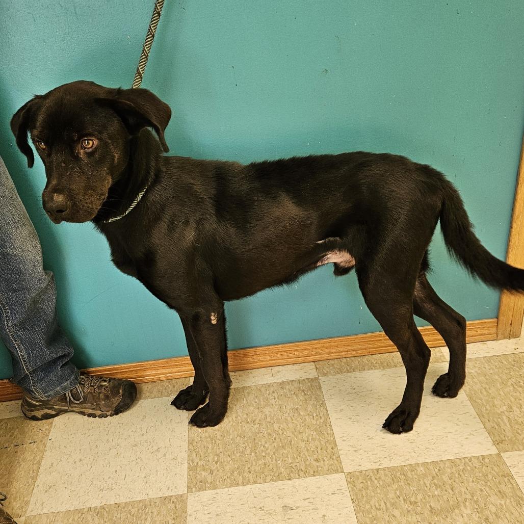 Enlarge Twink, a Adoptable Black Labrador Retriever in Kingman, KS image 5/6
