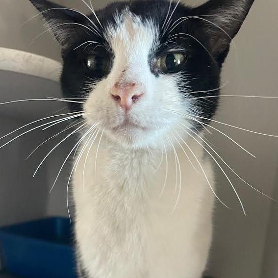 Simon, a Adoptable Domestic Short Hair in Prescott, AZ image 1/4