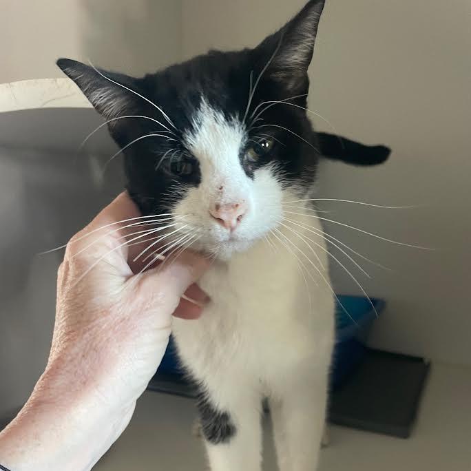 Simon, a Adoptable Domestic Short Hair in Prescott, AZ image 4/4