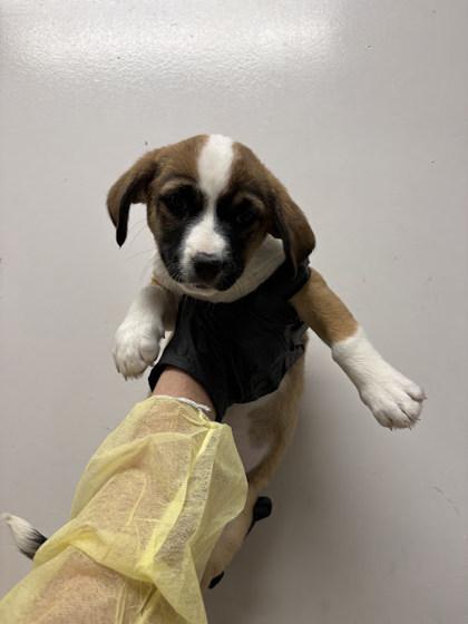 Enlarge Florian, a Adoptable mixed breed in Morton Grove, IL image 1/1