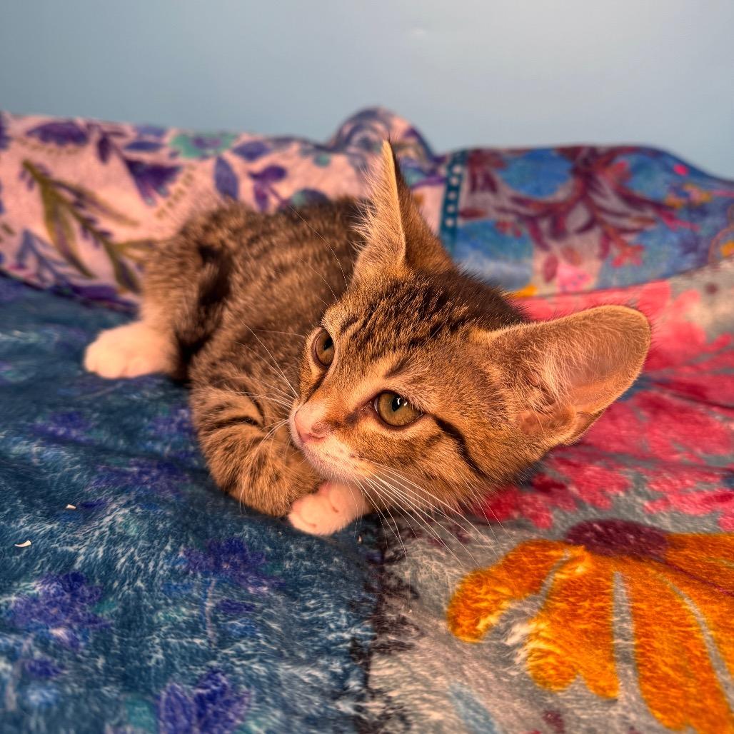 Zac Paramore, Adoptable, Kitten Male Domestic Short Hair.