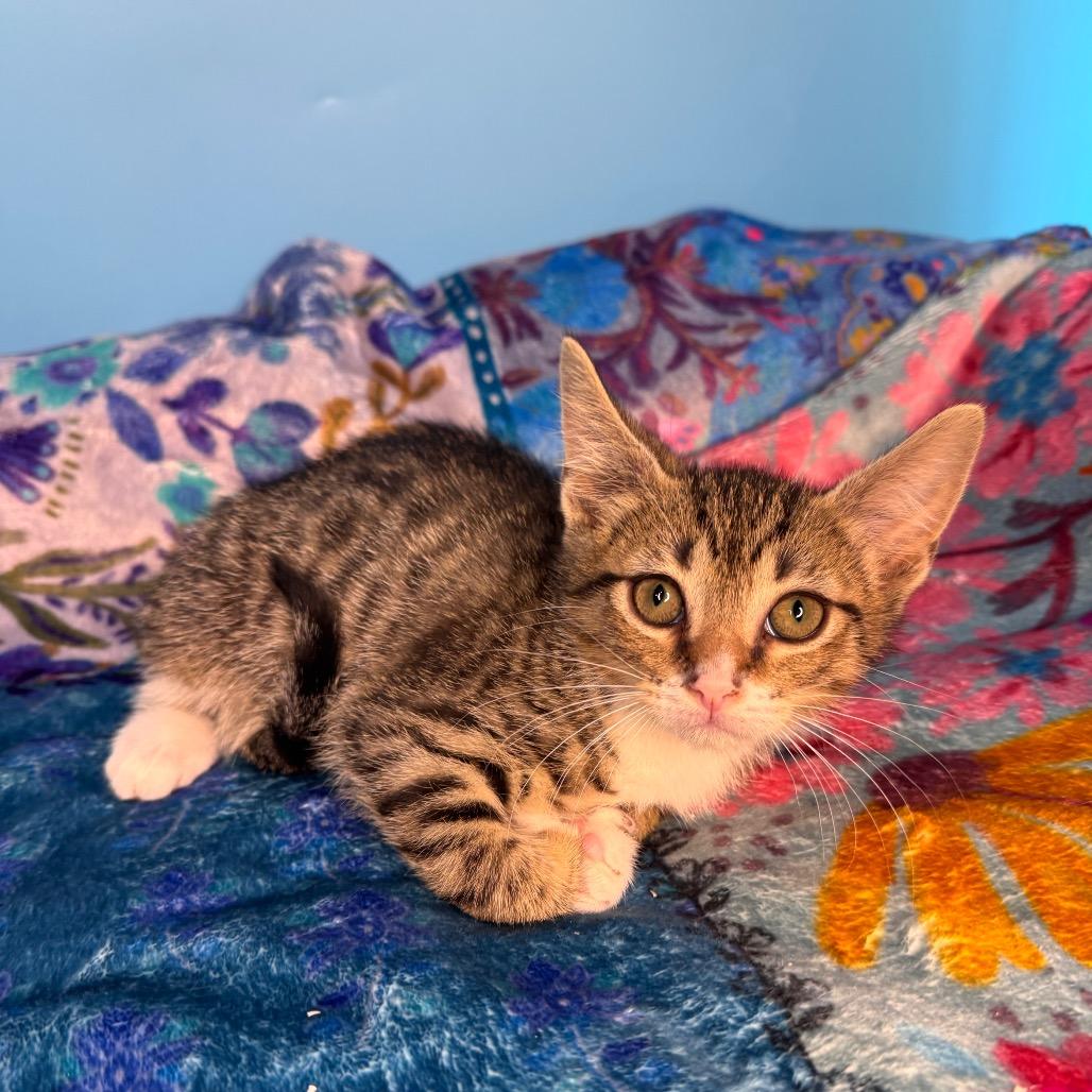 Zac Paramore, a Adoptable Domestic Short Hair in San Antonio, TX image 2/6