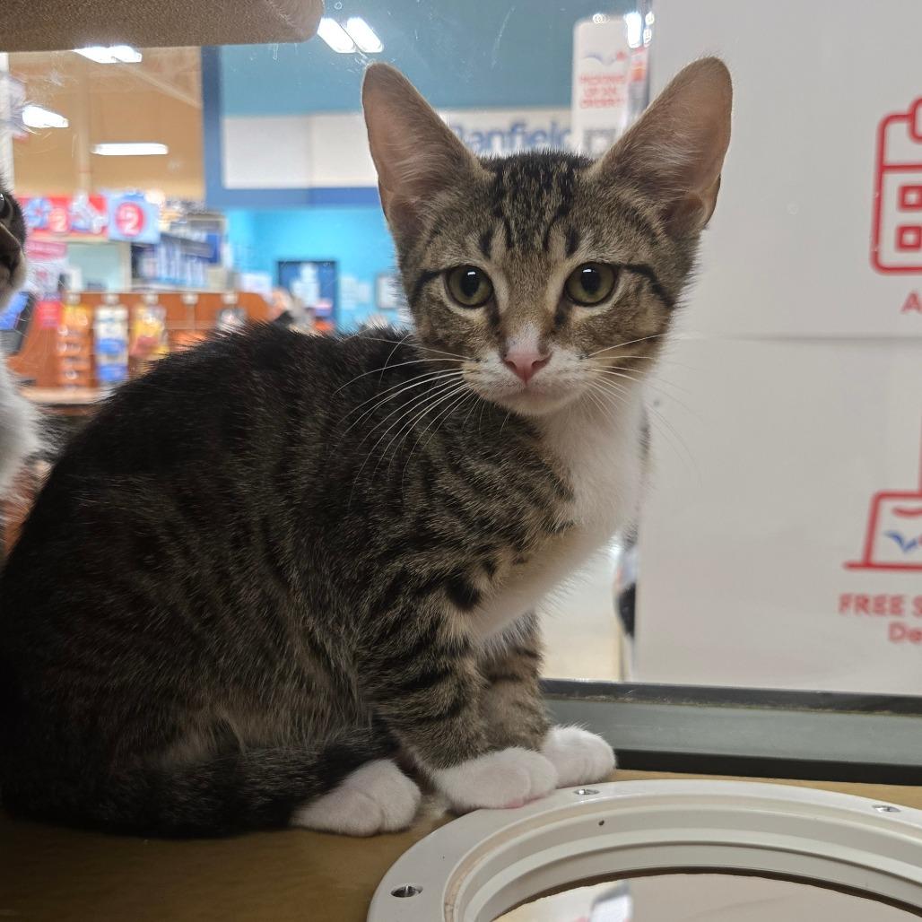 Zac Paramore, a Adoptable Domestic Short Hair in San Antonio, TX image 3/6