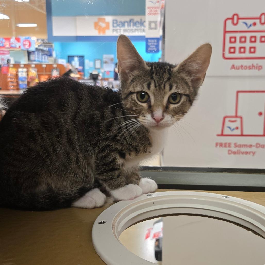 Zac Paramore, a Adoptable Domestic Short Hair in San Antonio, TX image 3/6