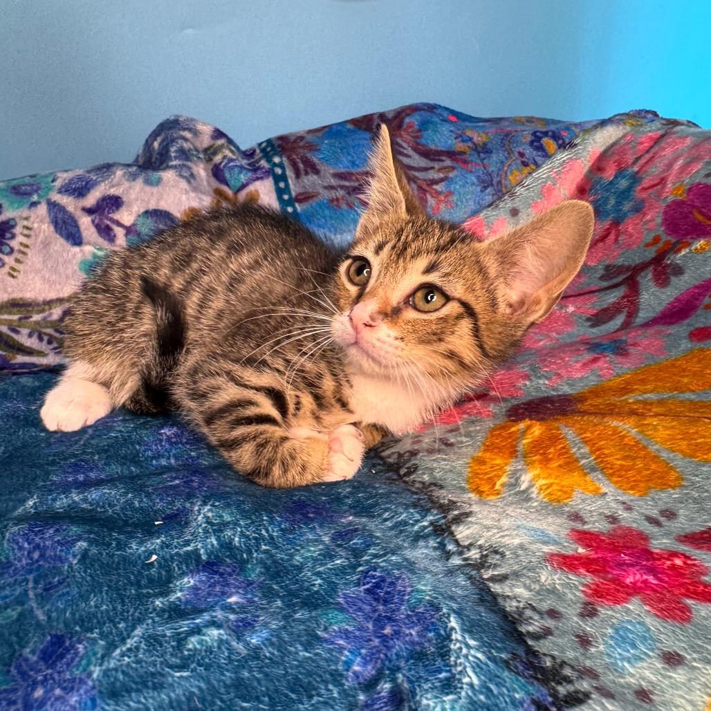 Zac Paramore, a Adoptable Domestic Short Hair in San Antonio, TX image 4/6