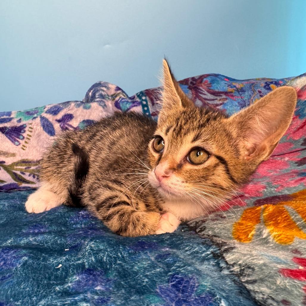 Zac Paramore, a Adoptable Domestic Short Hair in San Antonio, TX image 5/6