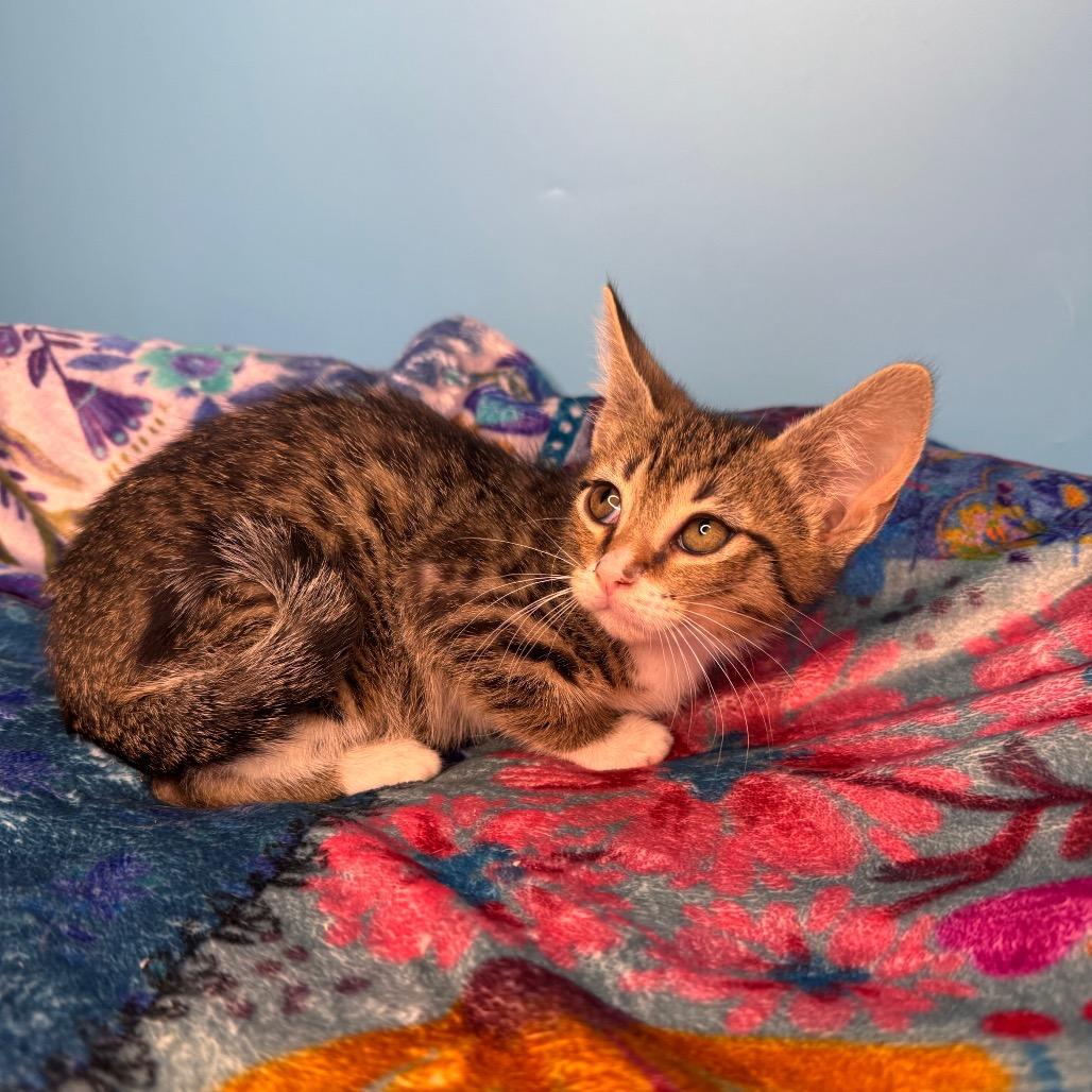 Zac Paramore, a Adoptable Domestic Short Hair in San Antonio, TX image 6/6