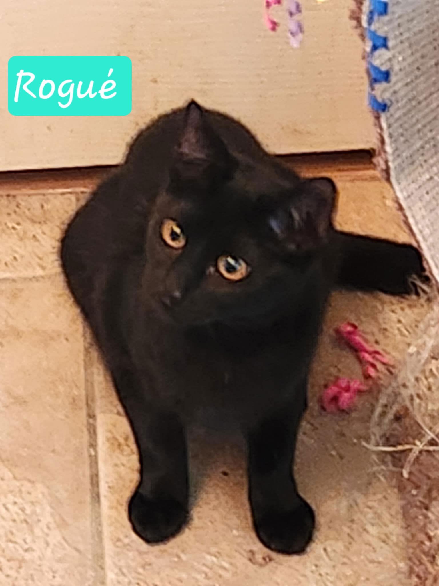 Enlarge Rogue, a Adopted Domestic Short Hair in Cypress, TX image 1/3
