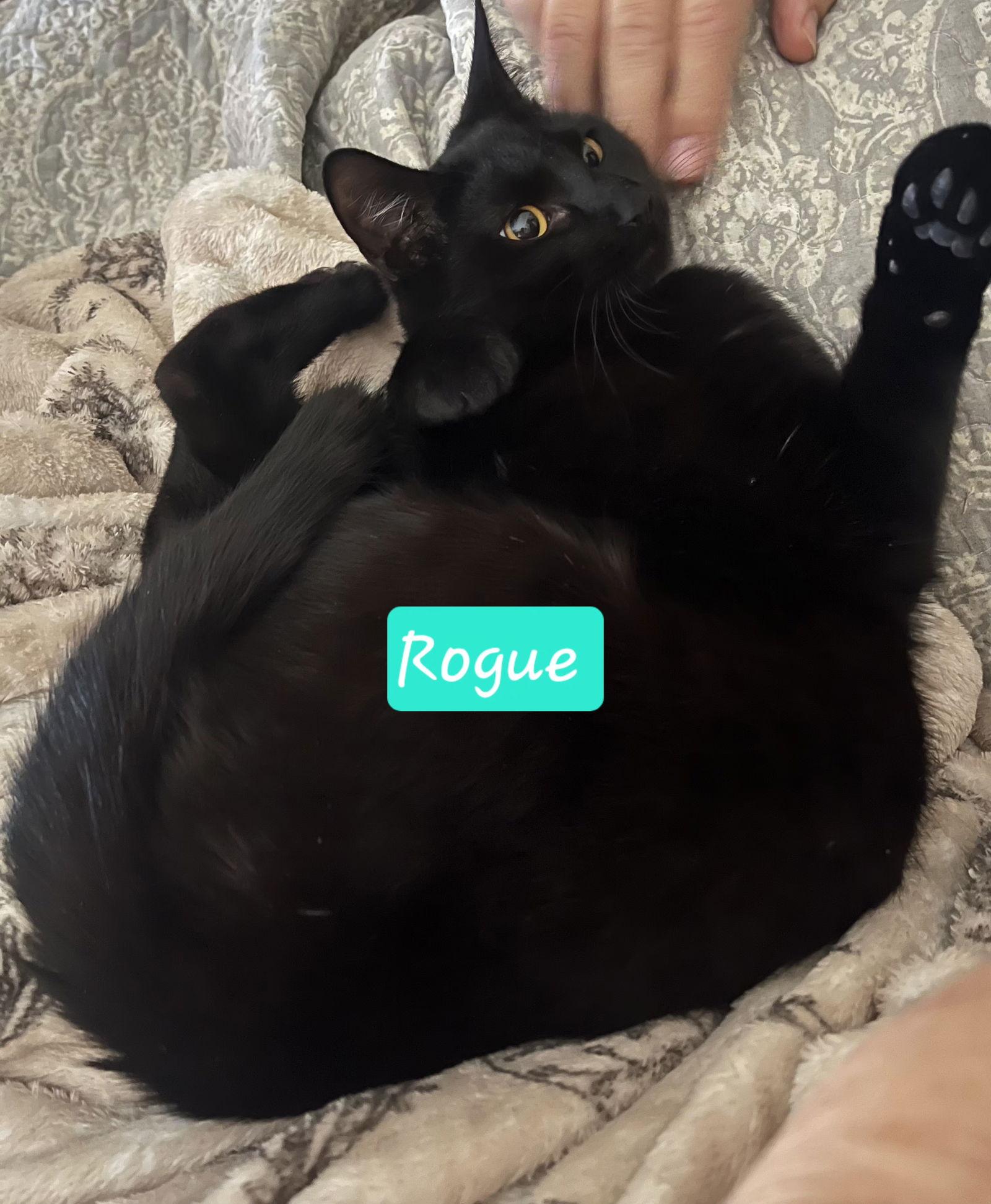 Enlarge Rogue, a Adopted Domestic Short Hair in Cypress, TX image 2/3