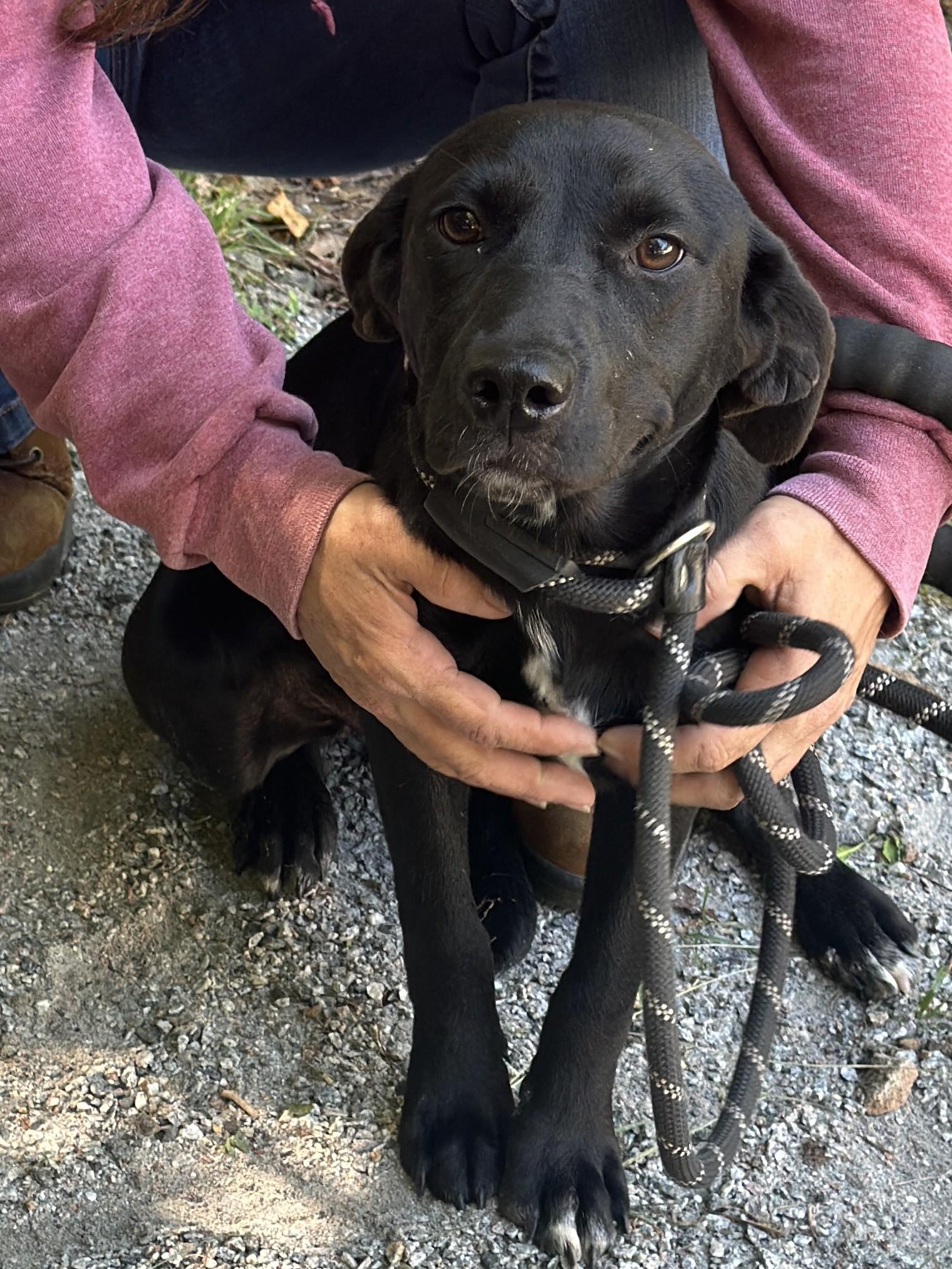 Enlarge Peppercorn, a ADOPTABLE mixed breed in Richmond, VA image 6/6