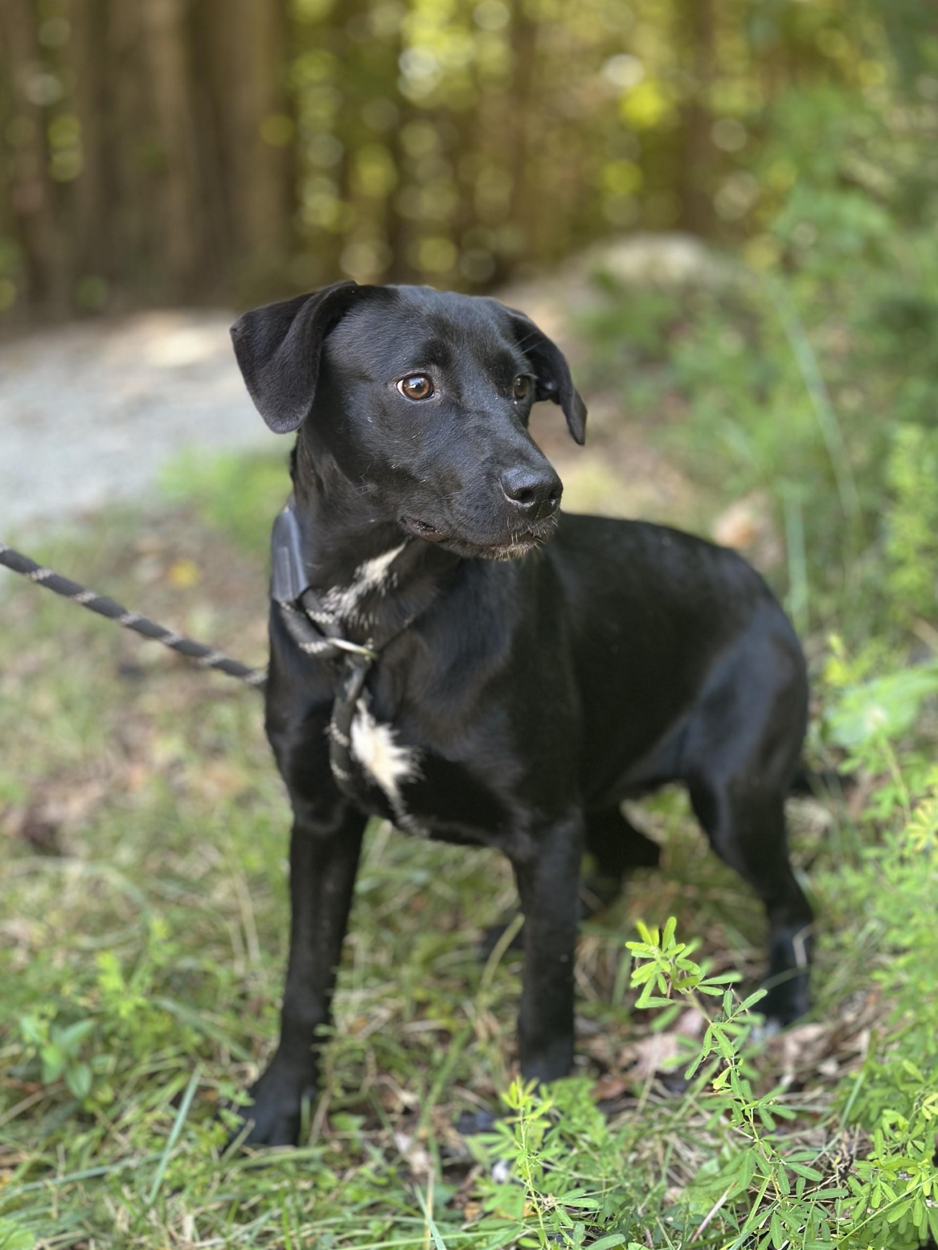 Enlarge Peppercorn, a ADOPTABLE mixed breed in Richmond, VA image 5/6