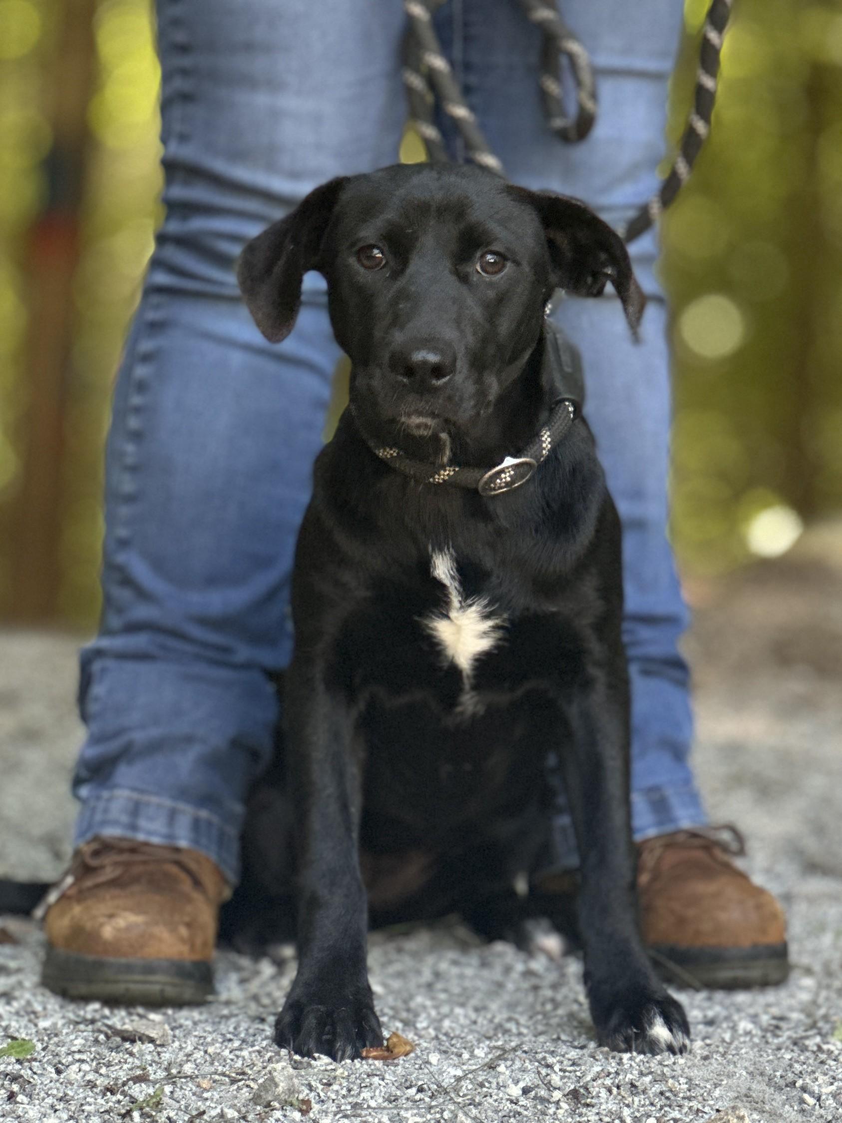 Enlarge Peppercorn, a ADOPTABLE mixed breed in Richmond, VA image 1/6
