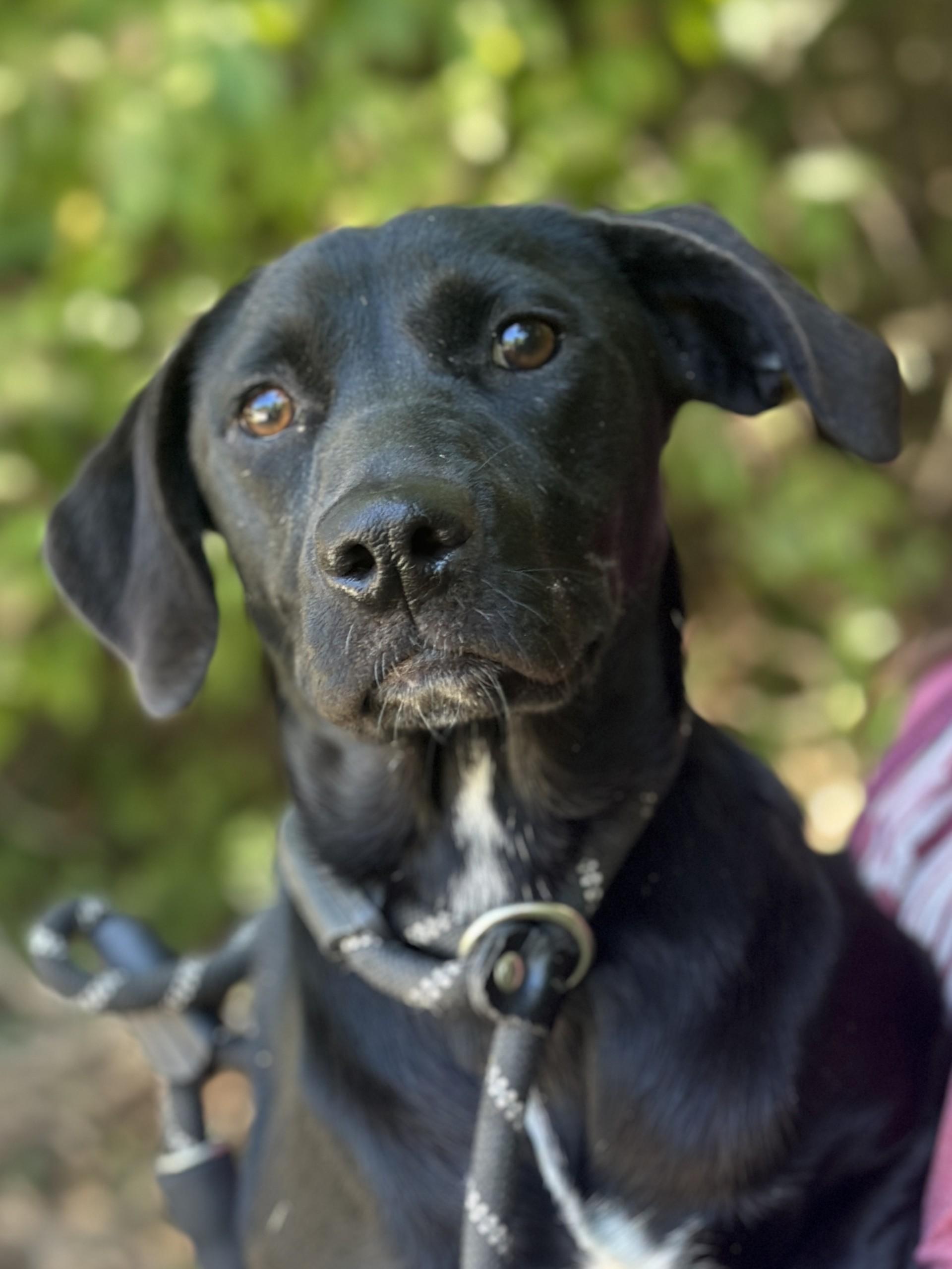 Enlarge Peppercorn, a ADOPTABLE mixed breed in Richmond, VA image 4/6