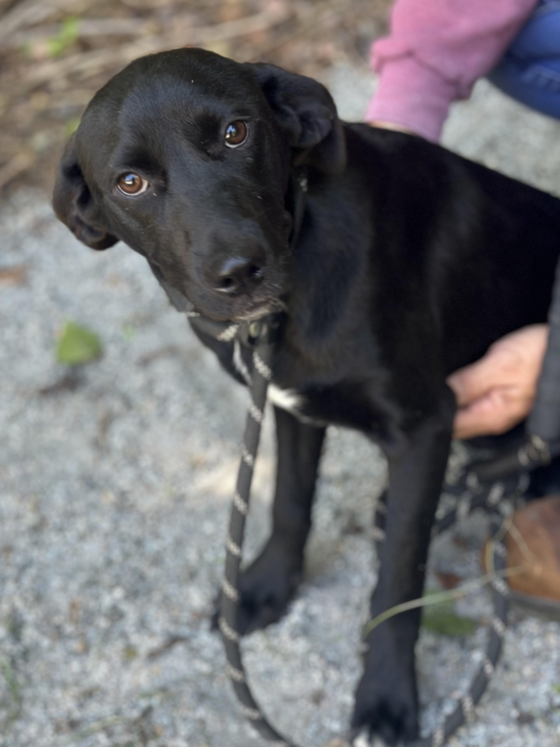 Enlarge Peppercorn, a ADOPTABLE mixed breed in Richmond, VA image 2/6