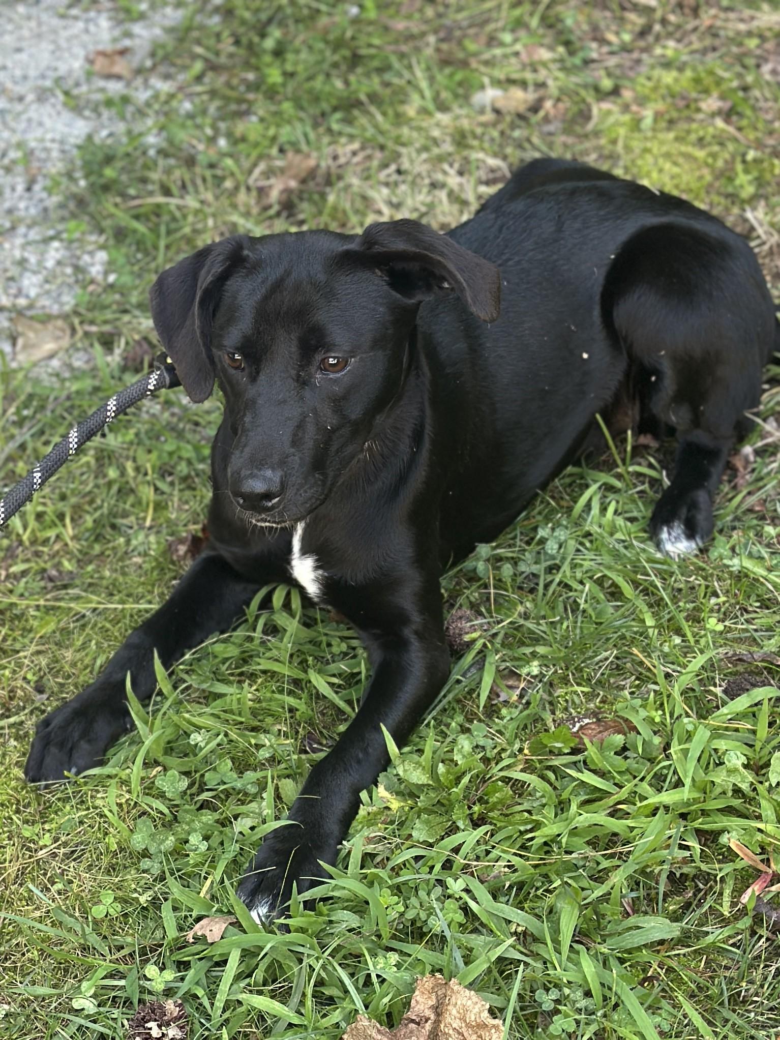 Enlarge Peppercorn, a ADOPTABLE mixed breed in Richmond, VA image 3/6