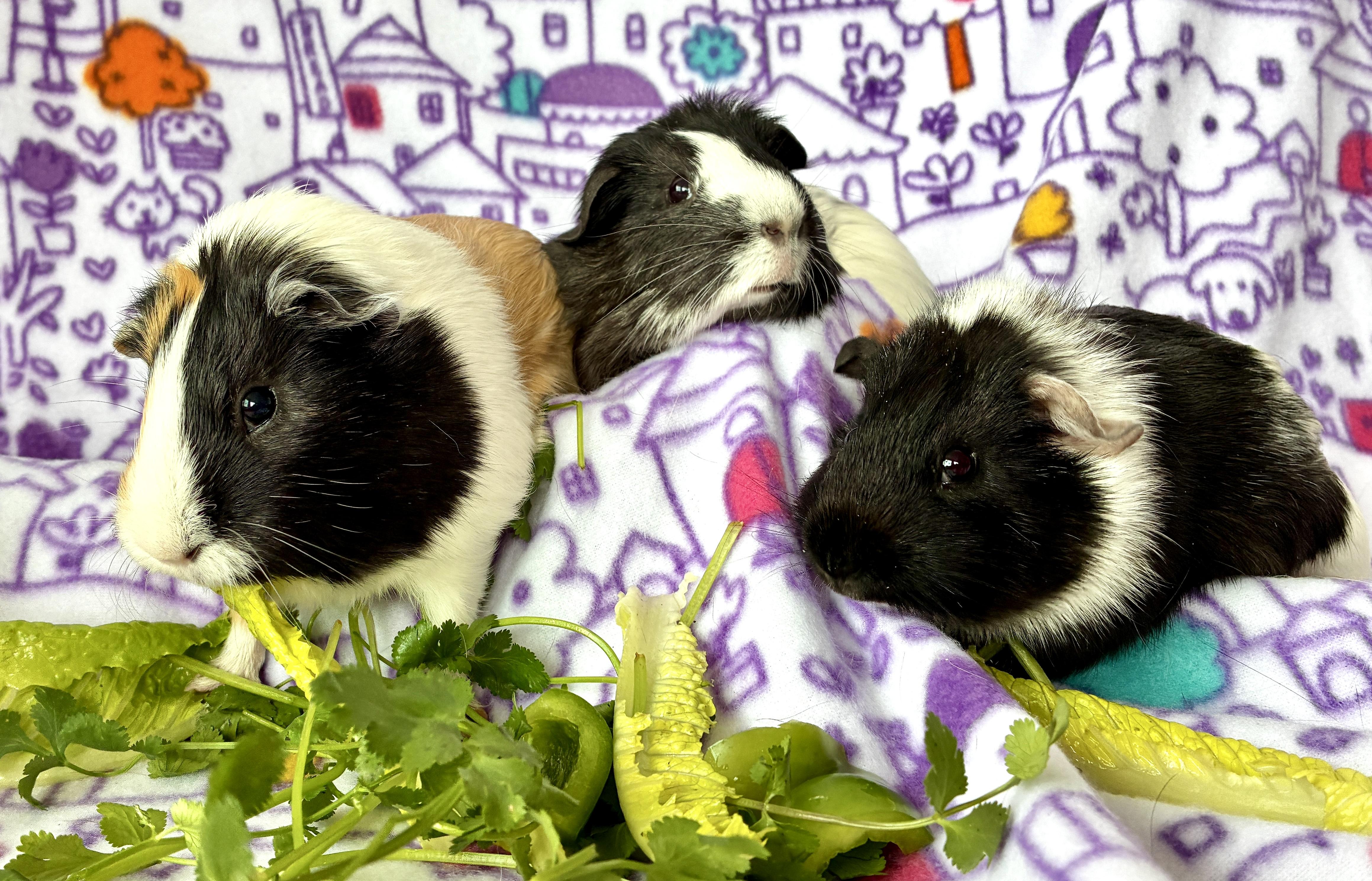 Soju, Matilda, and Penelope, a ADOPTABLE Guinea Pig in Irvine, CA image 2/2