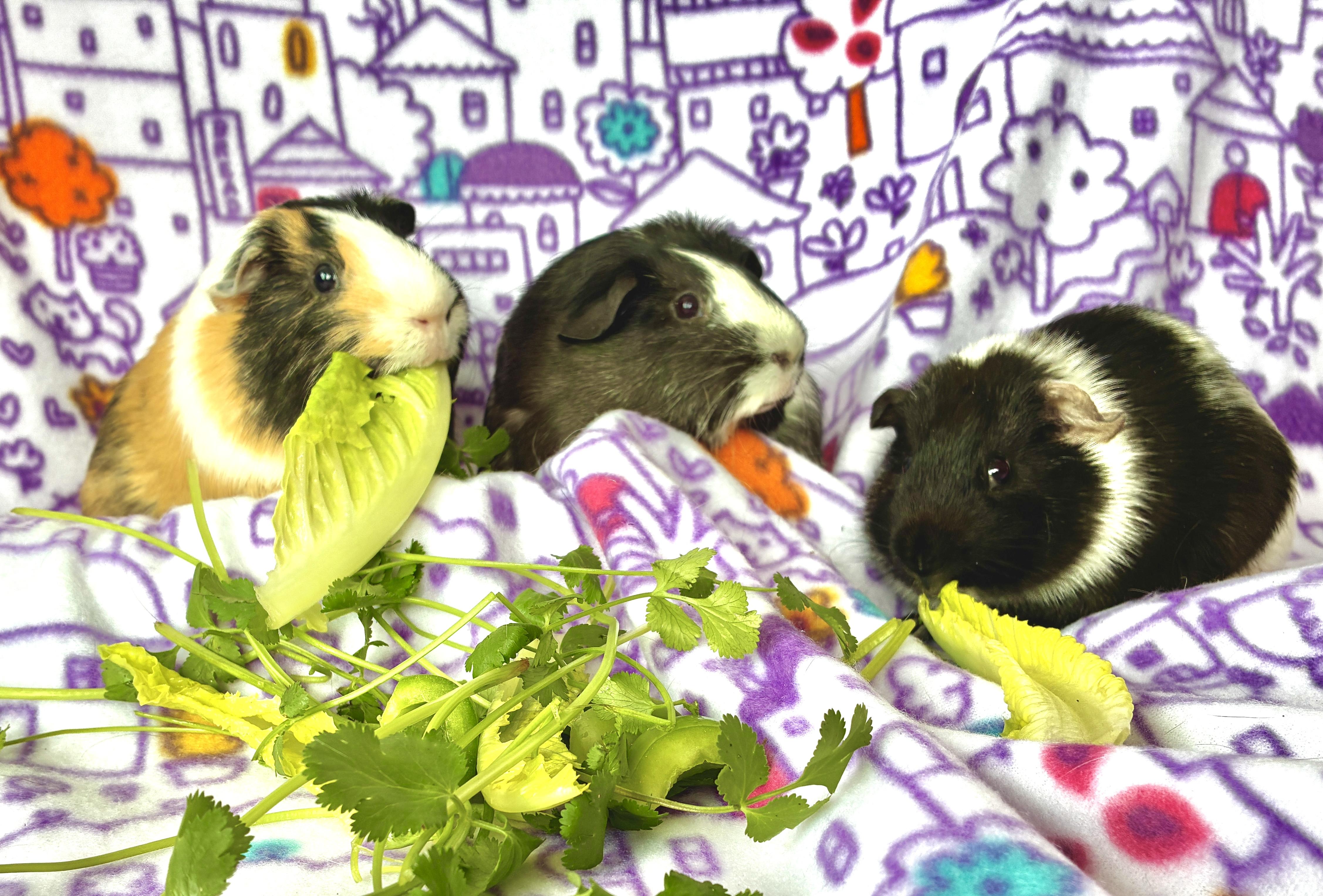 Soju, Matilda, and Penelope, a ADOPTABLE Guinea Pig in Irvine, CA image 1/2