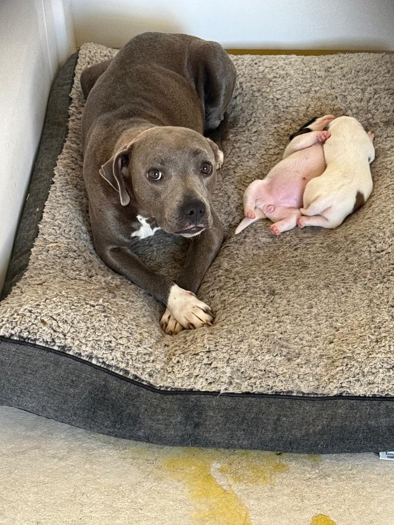 Bluebelle, Adoptable, Young Female Pit Bull Terrier.