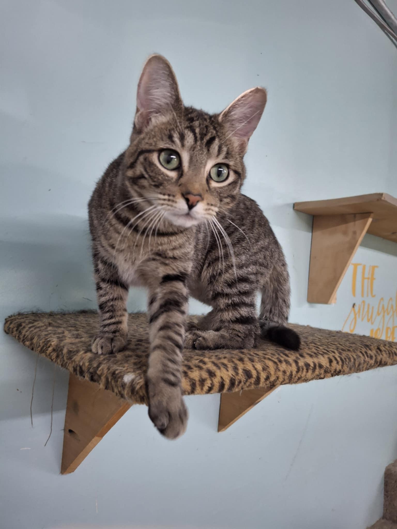 Bumpy aka Speedbump, Adopted, Young Male Domestic Short Hair.