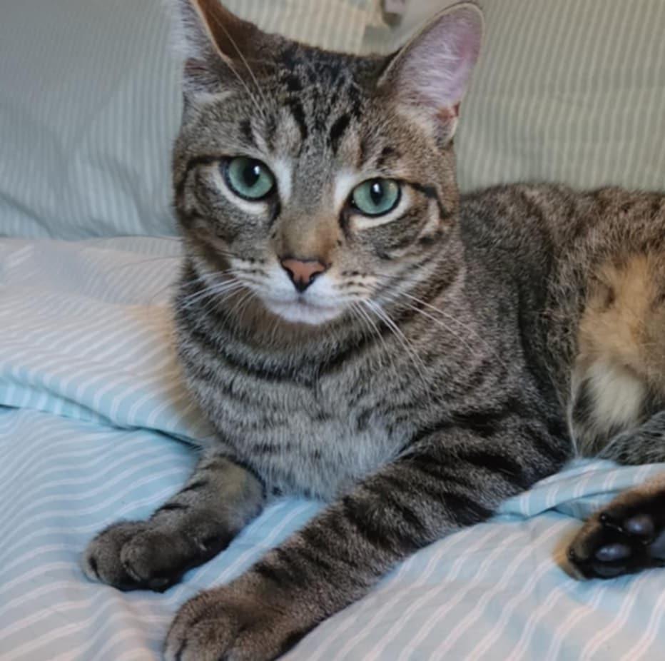 Bumpy aka Speedbump, a Adopted Domestic Short Hair in Gonic, NH image 2/3