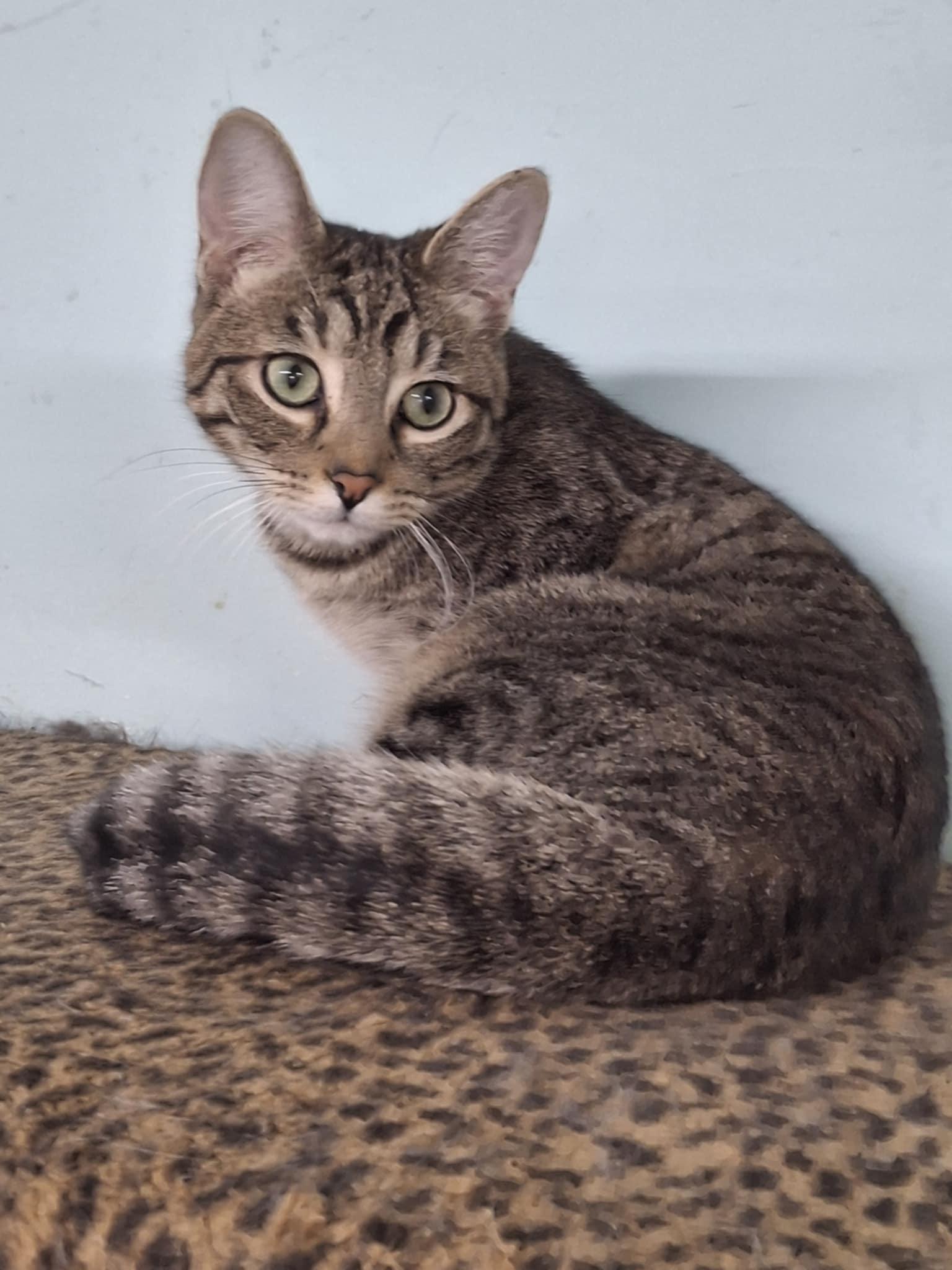 Bumpy aka Speedbump, a Adopted Domestic Short Hair in Gonic, NH image 3/3