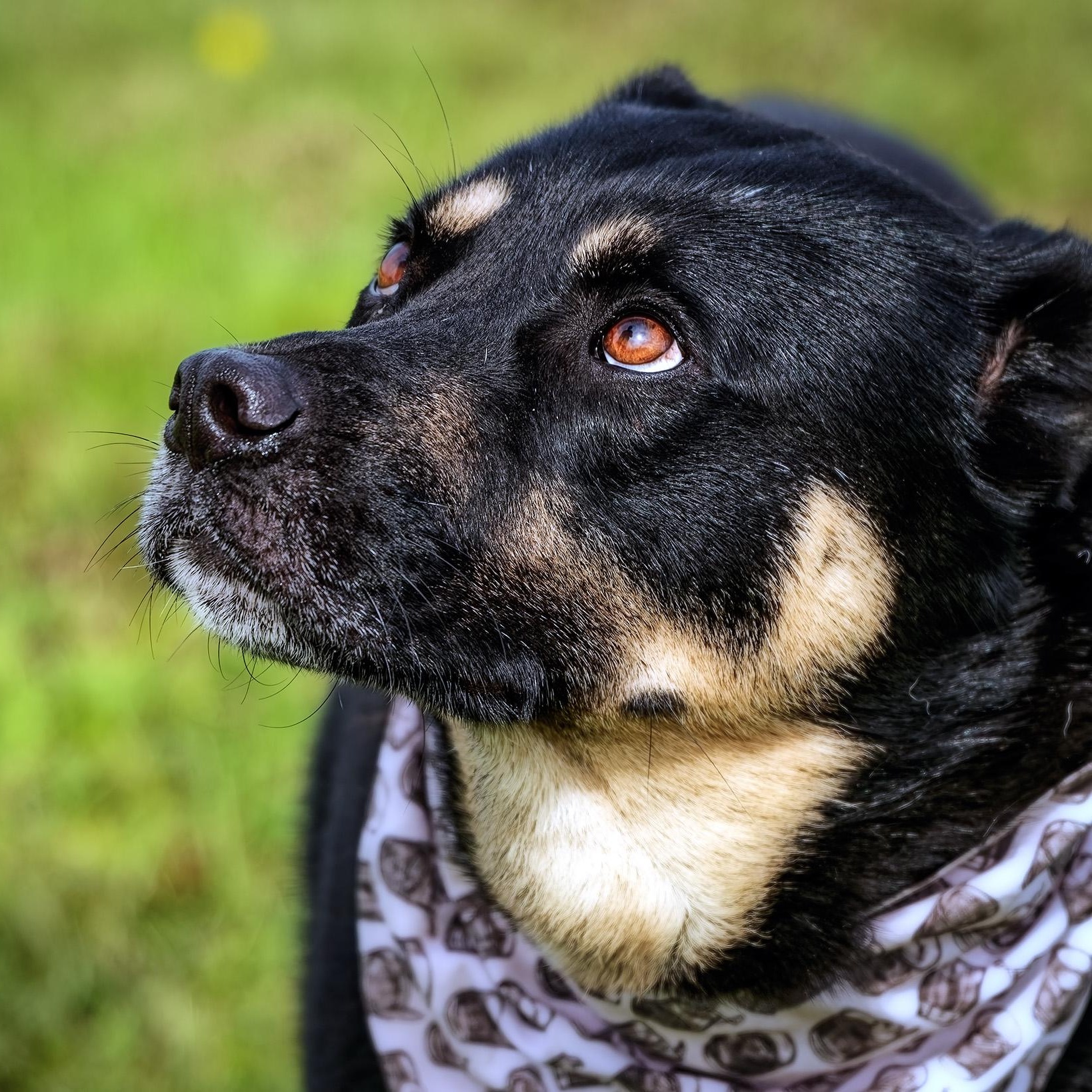 Morty, Adoptable, Adult Male German Shepherd Dog & Siberian Husky.