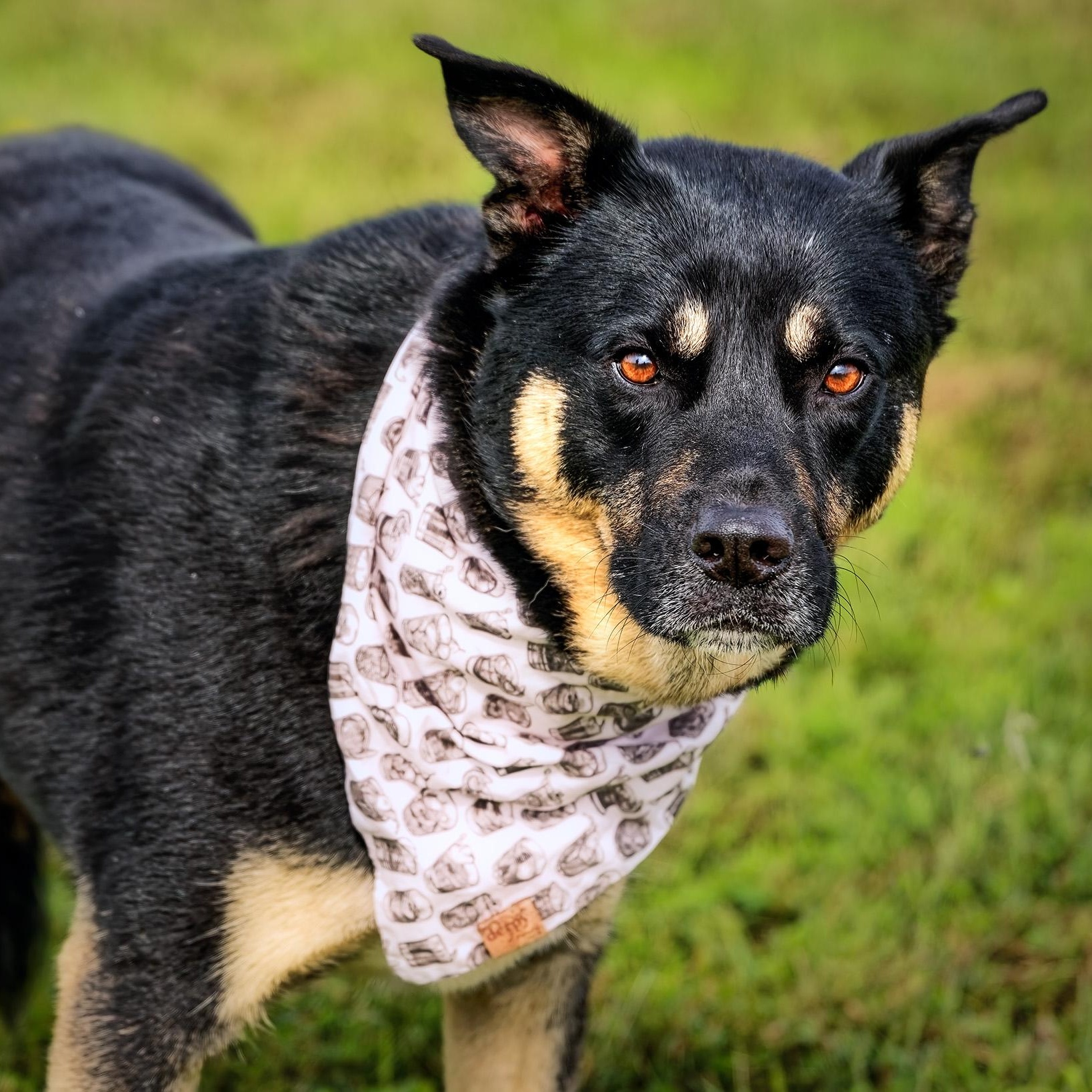 Enlarge Morty, a Adoptable mixed breed in Clarinda, IA image 2/5