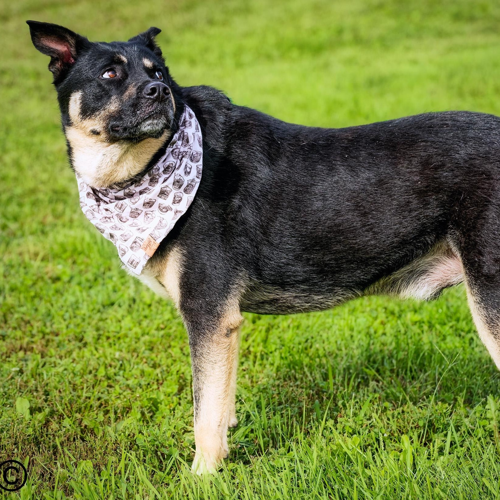 Enlarge Morty, a Adoptable mixed breed in Clarinda, IA image 3/5