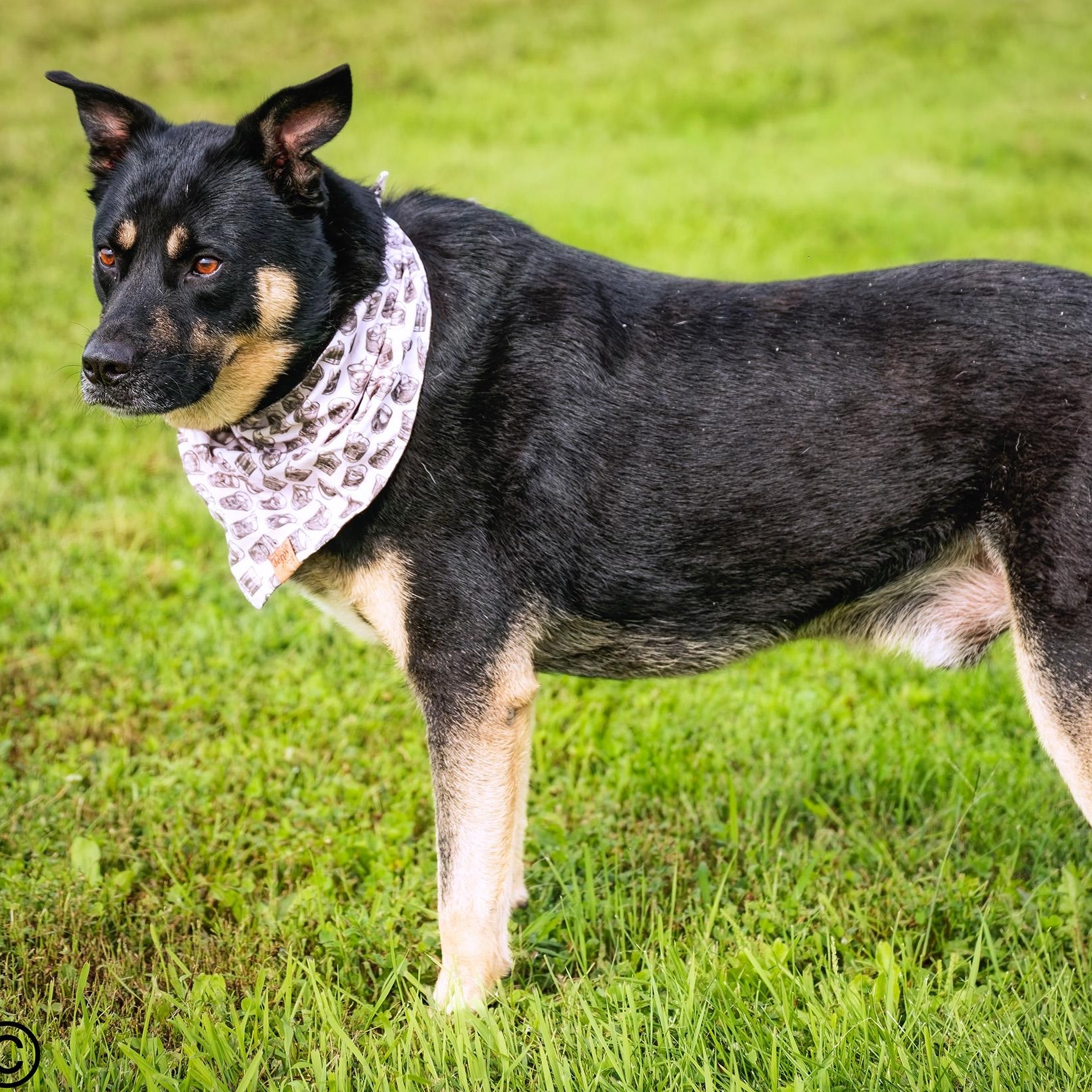 Enlarge Morty, a Adoptable mixed breed in Clarinda, IA image 4/5