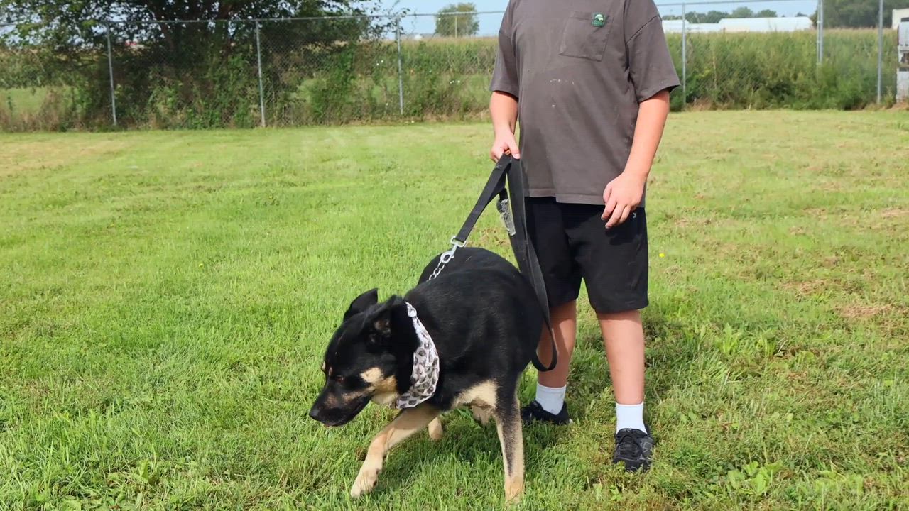 Enlarge Morty, a Adoptable mixed breed in Clarinda, IA video 5/5