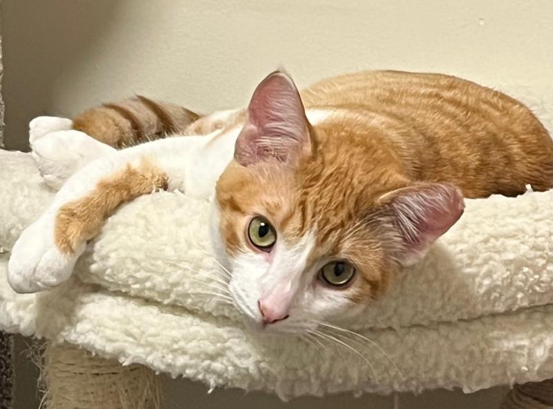 Enlarge Cutie, a Adoptable mixed breed in Sunnyvale, CA image 2/2