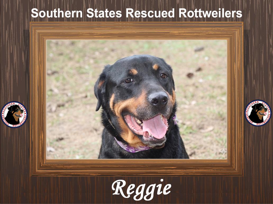 Reggie, an adoptable mixed breed in Wakefield, VA image 1/6