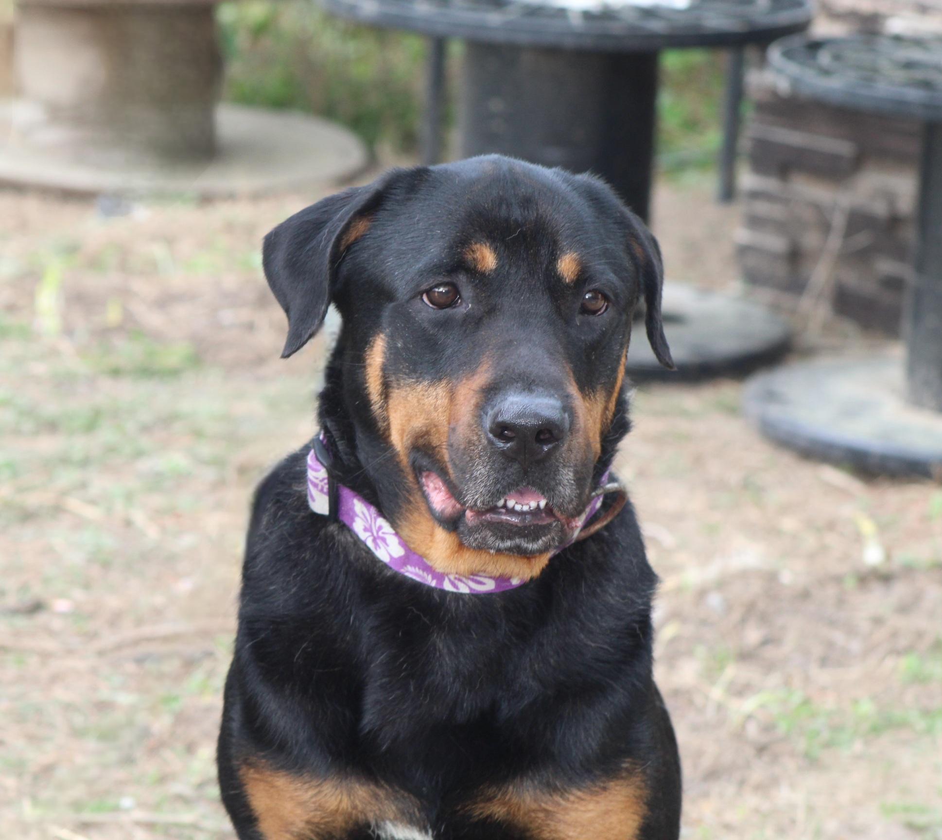 Reggie, an adoptable mixed breed in Wakefield, VA image 3/6