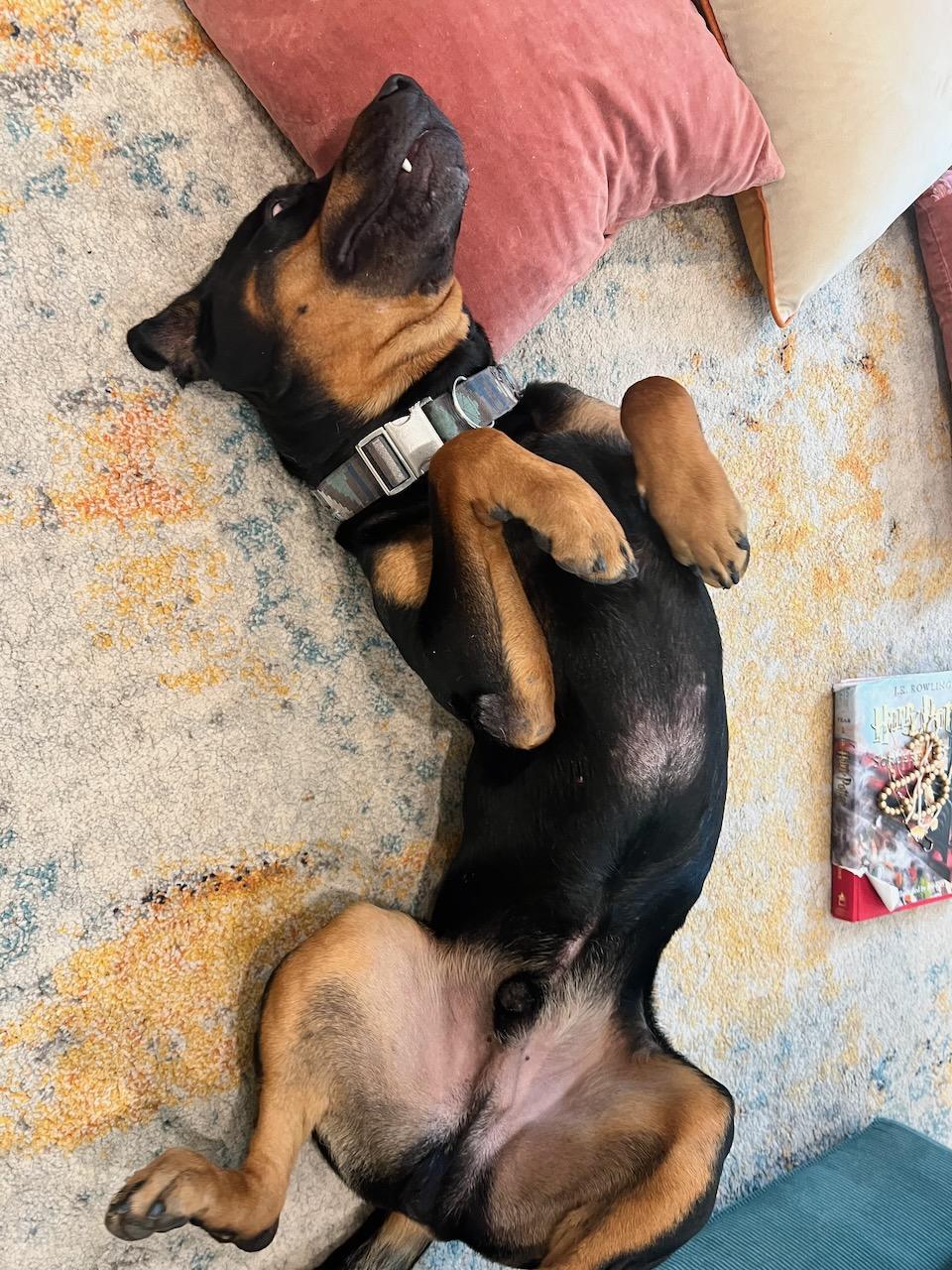 Reggie, an adoptable mixed breed in Wakefield, VA image 4/6