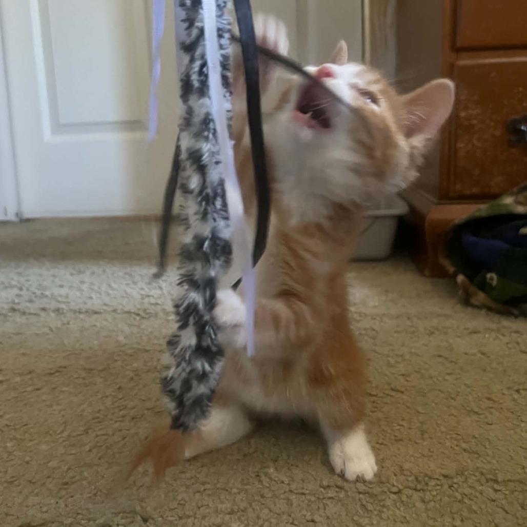 PONY BOY, Adoptable, Kitten Male Domestic Short Hair.