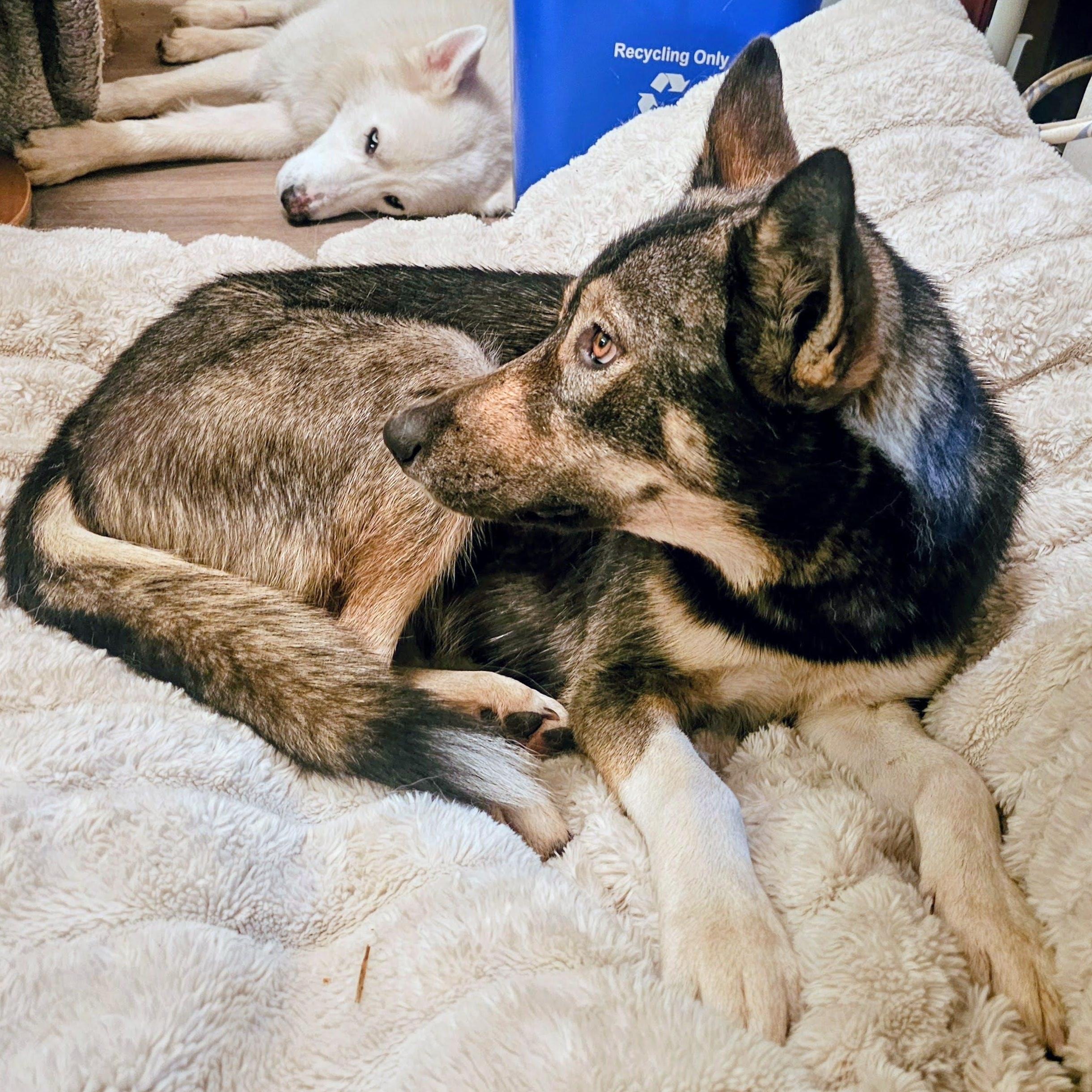 Frannie, a ADOPTABLE mixed breed in Redwood City , CA image 6/6