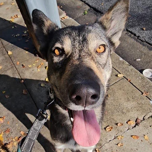 Frannie, a ADOPTABLE mixed breed in Redwood City , CA image 3/6