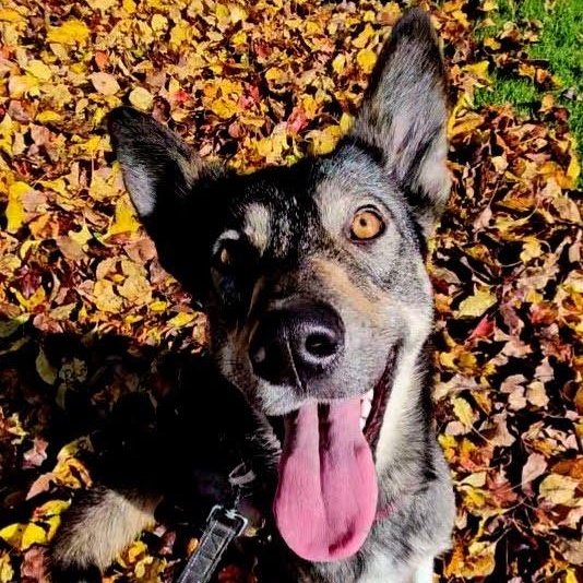 Frannie, a ADOPTABLE mixed breed in Redwood City , CA image 4/6