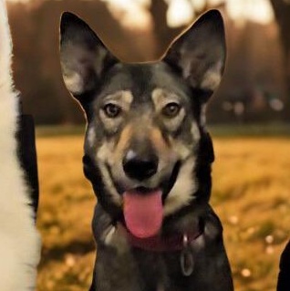 Frannie, a ADOPTABLE mixed breed in Redwood City , CA image 5/6