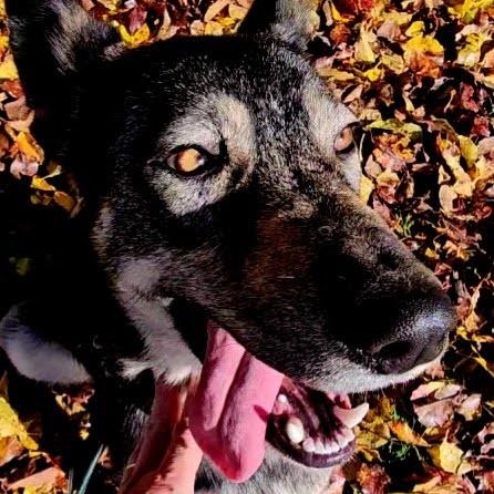 Frannie, a ADOPTABLE mixed breed in Redwood City , CA image 2/6