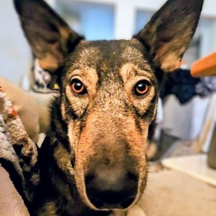 Frannie, ADOPTABLE, Adult Female German Shepherd Dog & Husky.