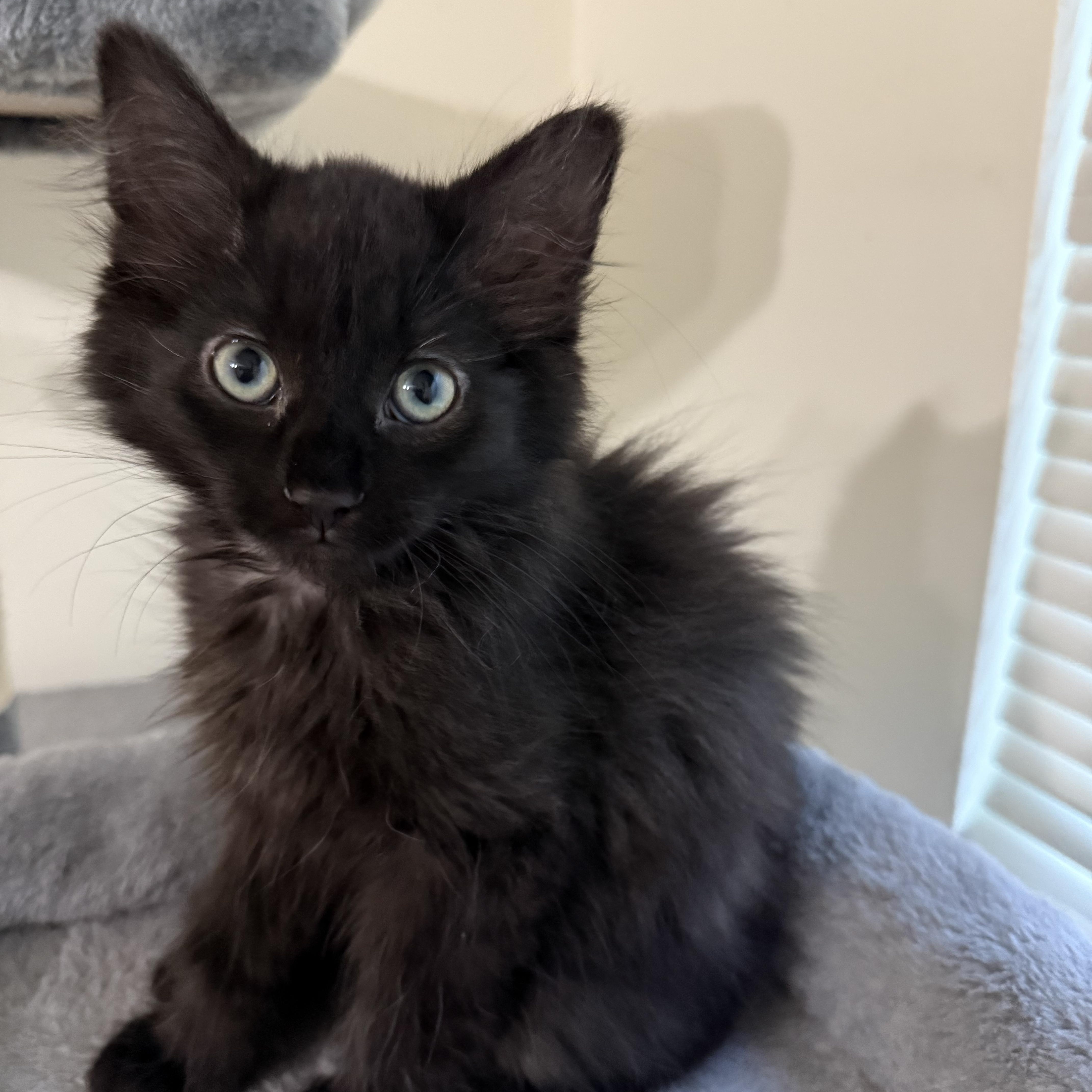 Nina, ADOPTABLE, Kitten Female Domestic Medium Hair.