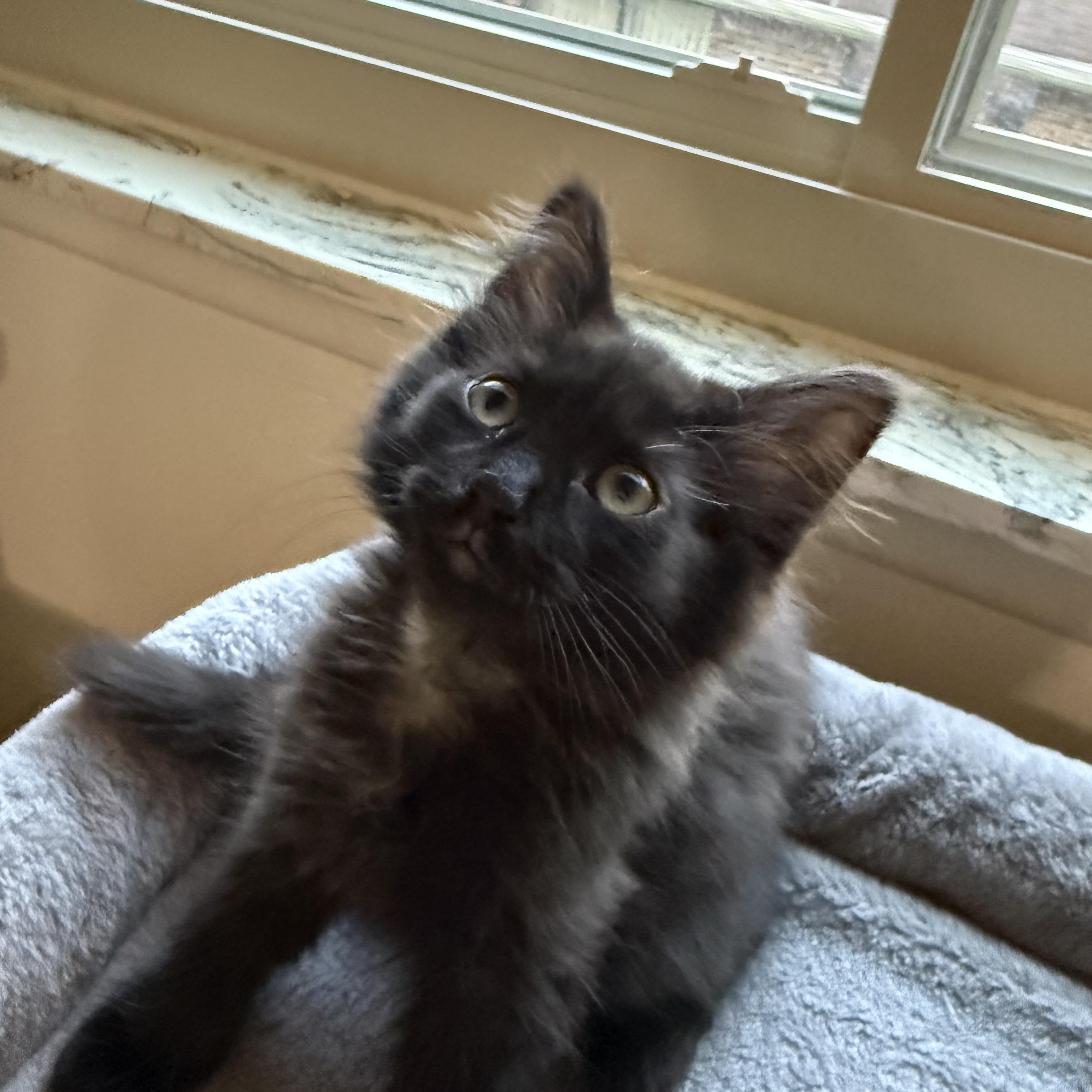 Nina, a ADOPTABLE Domestic Medium Hair in South Lyon, MI image 3/5