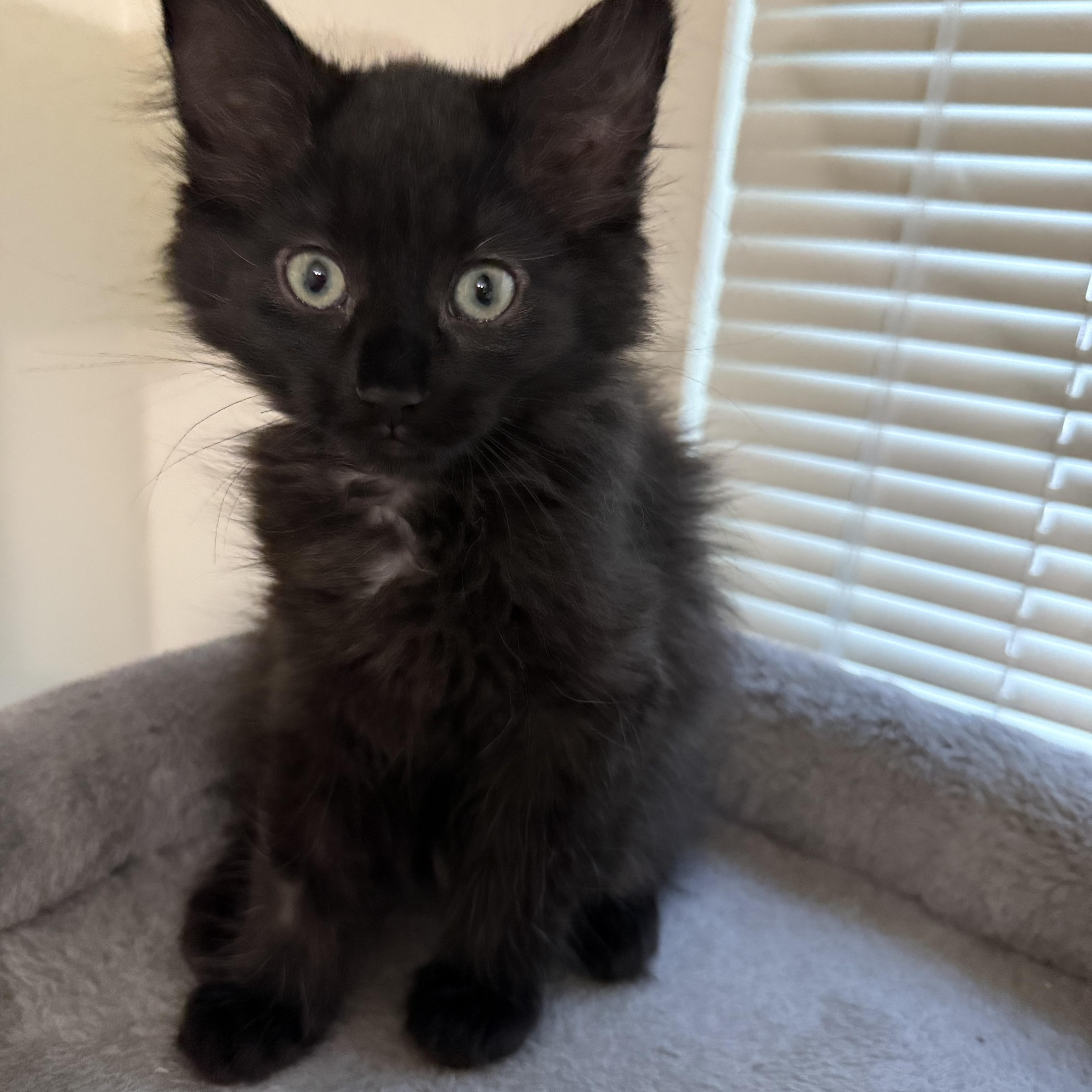 Nina, a ADOPTABLE Domestic Medium Hair in South Lyon, MI image 2/5
